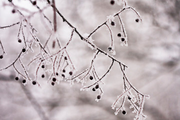 Branch with berries full of hoarfrost on natural background
