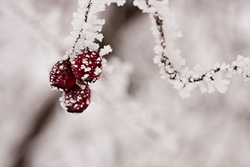 Branch with berries full of hoarfrost on natural background
