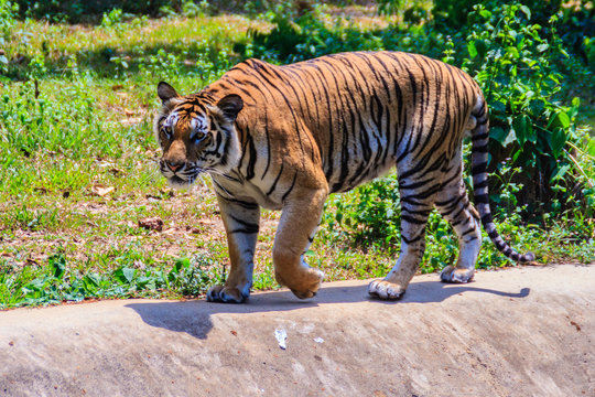 Indochinese tiger, or Corbett's tiger, or Panthera tigris corbet