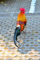 Roosters walking in the park