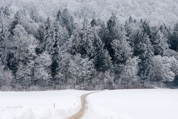 Forêt givrée 4
