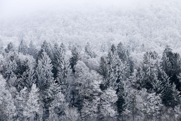 Forêt givrée 3