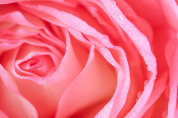 Close up of beautiful  rose flower background