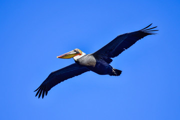 Brown pelican