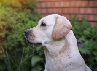 A young yellow labrador sitting on a lawn and looking away. Beautiful light golden labrador closeup sitting happily on the lawn. Being very friendly and excellent guide dogs.