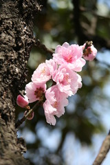 桜の花　木から芽吹き