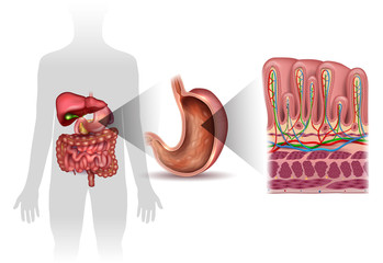 Stomach wall layers detailed anatomy, and human silhouette with internal organs, beautiful colorful drawing on a white background