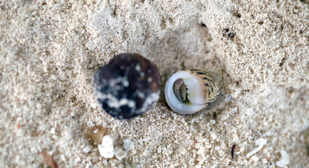 krab pustelnik schowany w muszli © agarianna