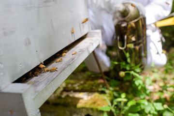 Fototapeta na wymiar bees abandoning the hive