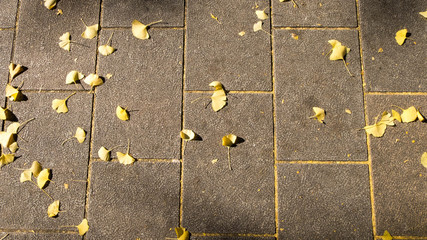 Brick tile floor and gingo leaves. Background and texture.