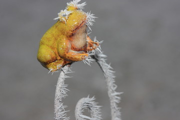 wetterfrosch mit raureif, unscharfer hintergrund