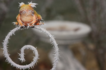 garten mit wetterfrosch im winter, vogerlbad, unsch&auml;rfe