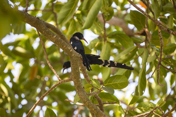 Hoopoes on a branch