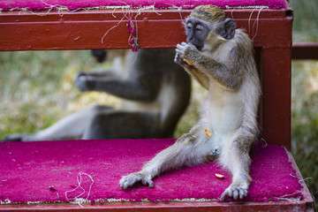 monkey eating a peanut