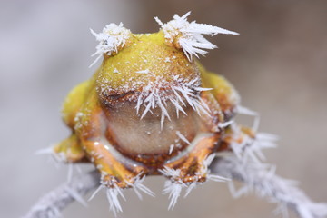 wetterfrosch mit raureif, unscharfer hintergrund