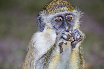monkey eating a peanut