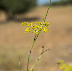 Flowers and leaves of fennel, Foeniculum vulgare. Photo taken in Ciudad Real Province, Spain