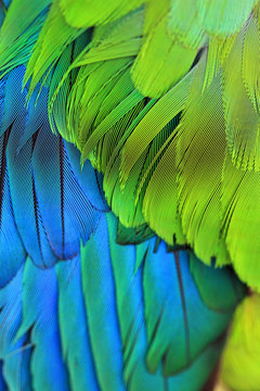 Bird Plumage feathers