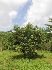 Naklejka premium Young Guava Tree