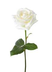 White rose isolated on white background.