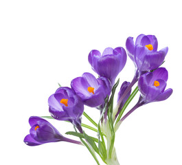 Flowers of crocus isolated on white background.