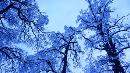 beautiful winter landscape in the fairy forest