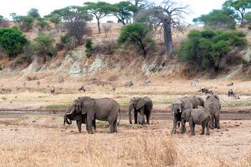 Fototapeta premium Zwierzę z Parku Narodowego Darangire w Tanzanii, Afryka