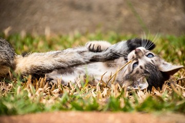 Sweet kitten
