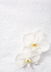 Fototapeta na wymiar Two orchids lying on white terry towel. View from above. Spa concept.