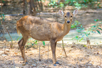 Naklejka na ściany i meble Cute Cervus eldi, or Siamese Eld's deer (Panolia eldii) also known as the thamin or brow-antlered deer, is an endangered species of deer indigenous to Southeast Asia.