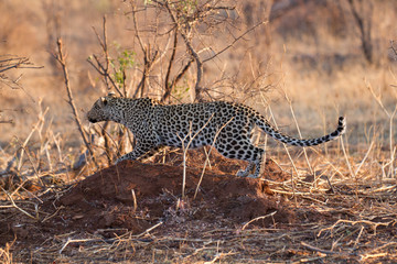 Leopard wild in the bush in Madikwe Game Reserve South Africa