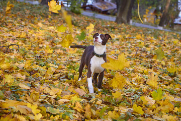 dog walking in the park in autumn