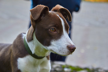 dog walking in the park in autumn