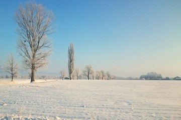 Obraz premium Winter Landschaft mit Baum Reihen