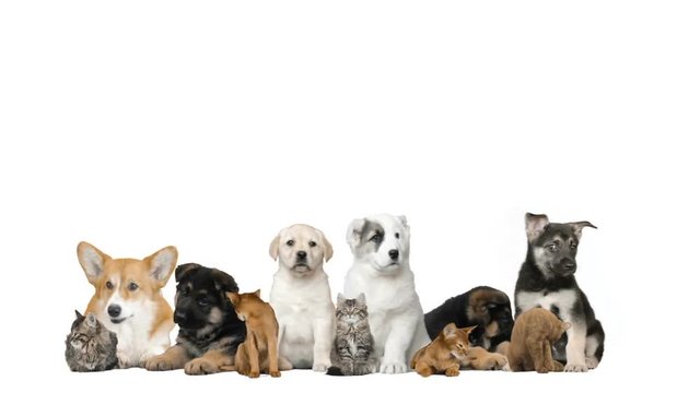 puppies and kittens on a white background