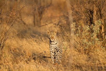 Leopard wild in the bush in Madikwe Game Reserve South Africa