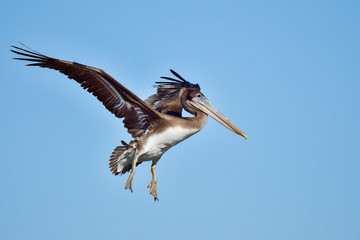 Brown pelican