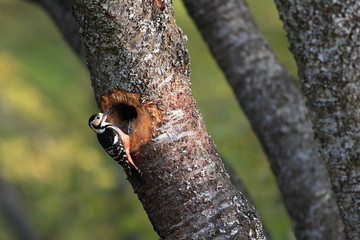 White-backed Woodpecker (Dendrocopos leucotos namiyei) nesting in Japan