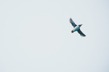 Puffin in the sky over Island