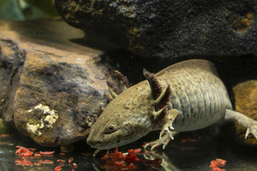Ambystoma mexicanum, axolotl and red mosquito larvae.