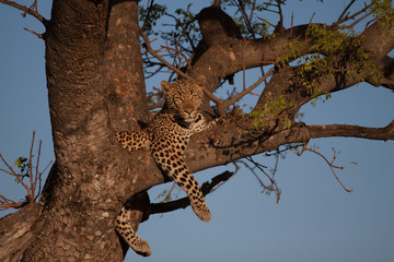 Naklejka na ściany i meble Leopard wild in the bush in Madikwe Game Reserve South Africa