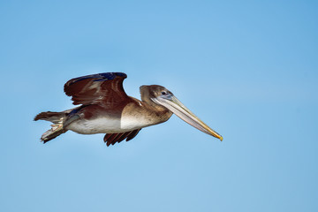 Brown pelican