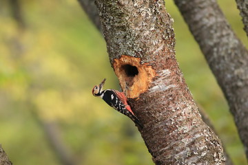 White-backed Woodpecker (Dendrocopos leucotos namiyei) nesting in Japan