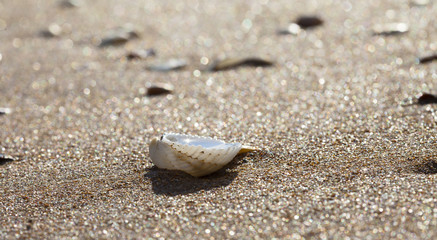 cockleshells on sand of the Sea of Azov