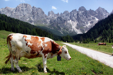 Fototapeta na wymiar Some views of Dolomiti Alps Italy ..
