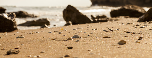 cockleshells on sand of the Sea of Azov