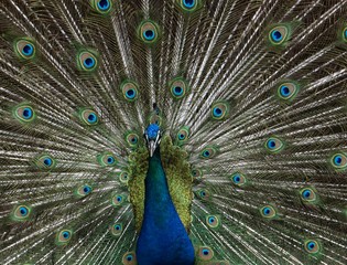 Fototapeta premium Portrait eines Pfaus