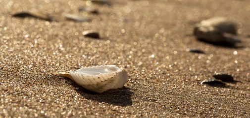 cockleshells on sand of the Sea of Azov