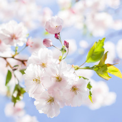 Sakura im Frühjahr
