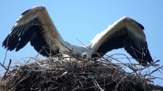 animal bird fly stork nest